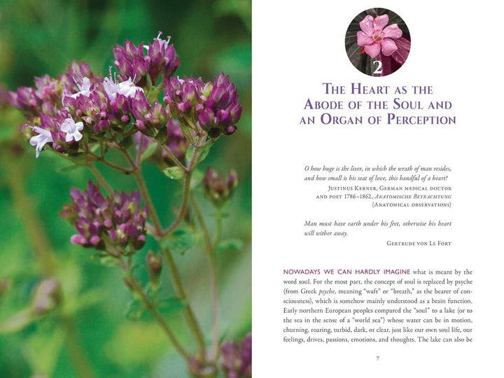 The Heart and Its Healing Plants: Traditional Herbal Remedies and Modern Heart Conditions