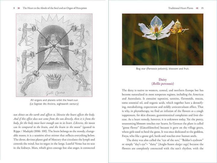 The Heart and Its Healing Plants: Traditional Herbal Remedies and Modern Heart Conditions