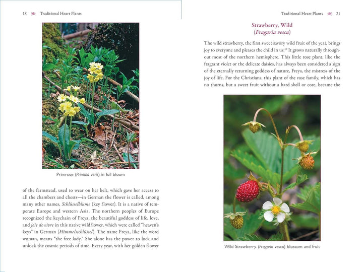 The Heart and Its Healing Plants: Traditional Herbal Remedies and Modern Heart Conditions