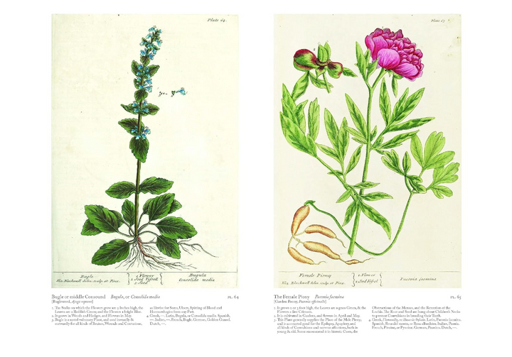 A Curious Herbal