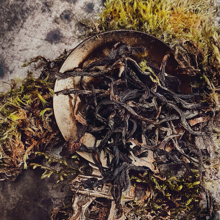 El musgo - Árbol viejo de Yunnan