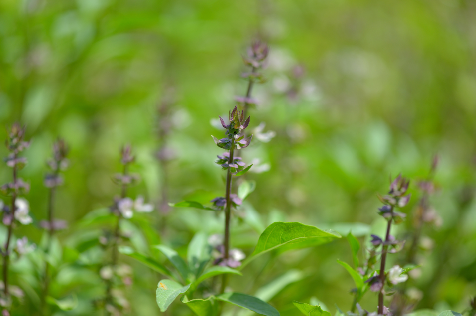 Holy Basil growing in the garden