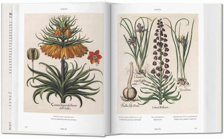 Florilegium: The Book of Plants