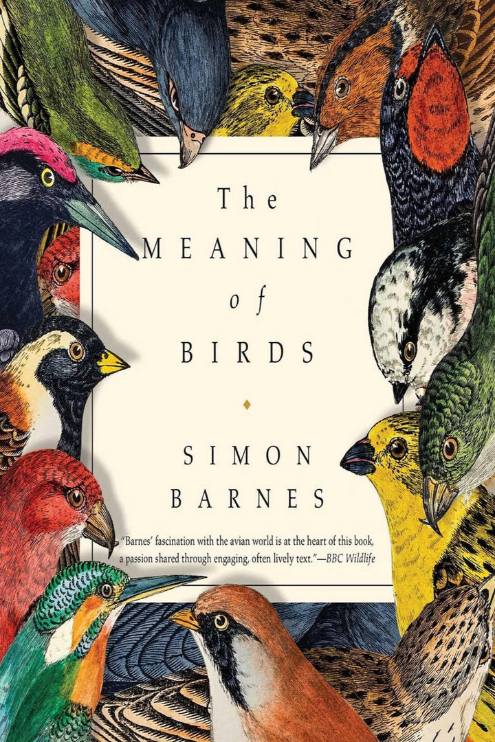 The Meaning of Birds