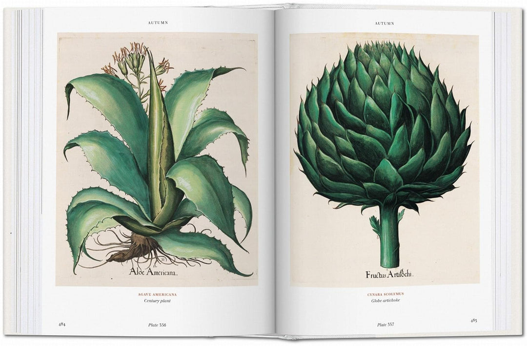 Florilegium: The Book of Plants