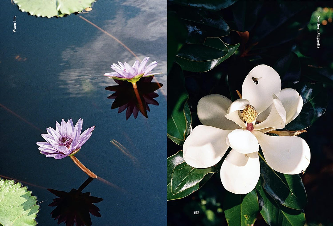 Edible Flowers