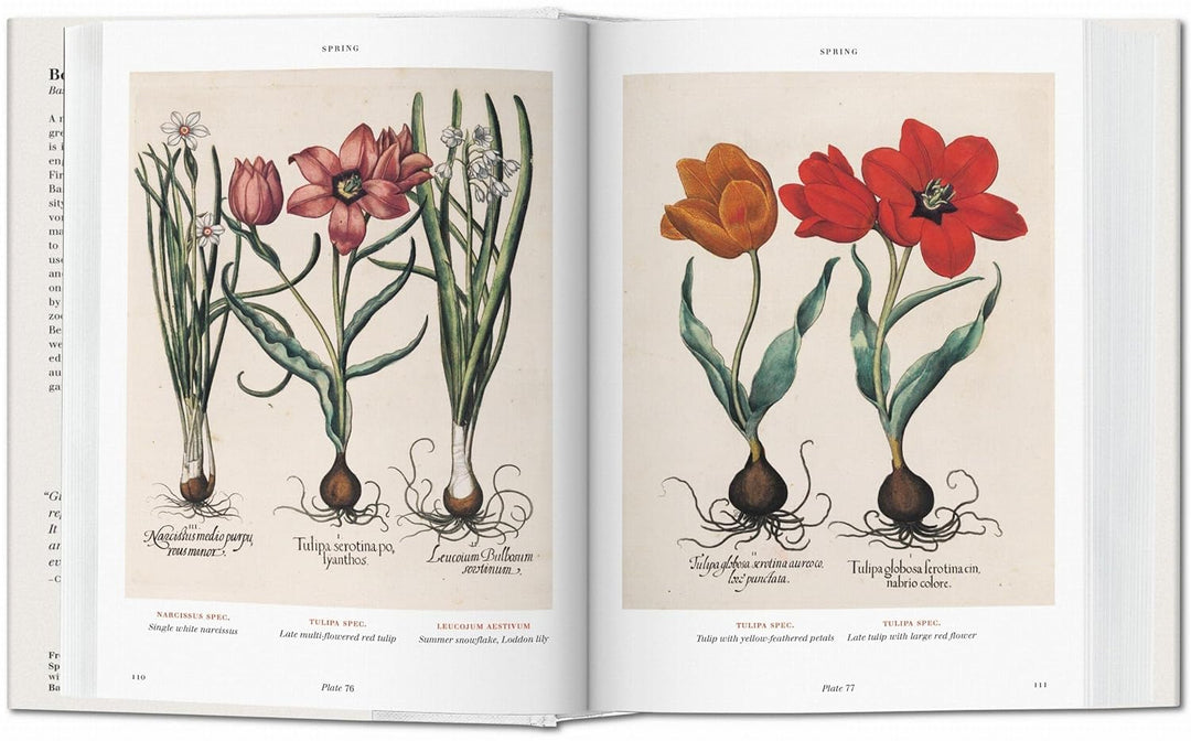 Florilegium: The Book of Plants