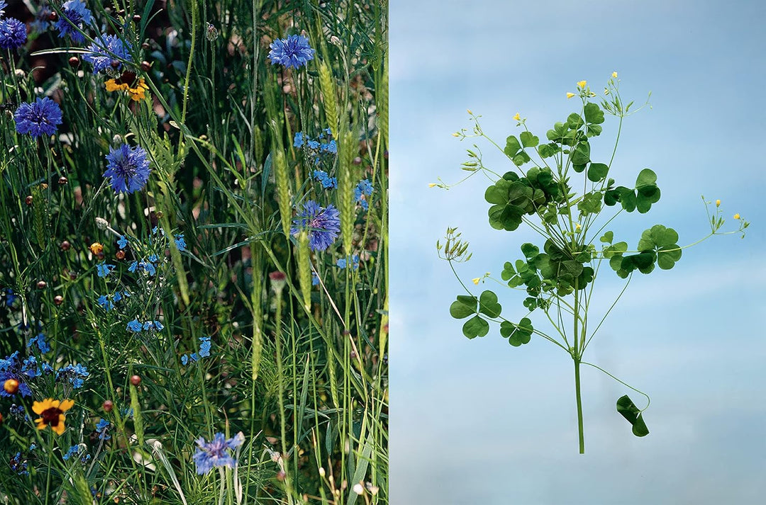 Edible Flowers